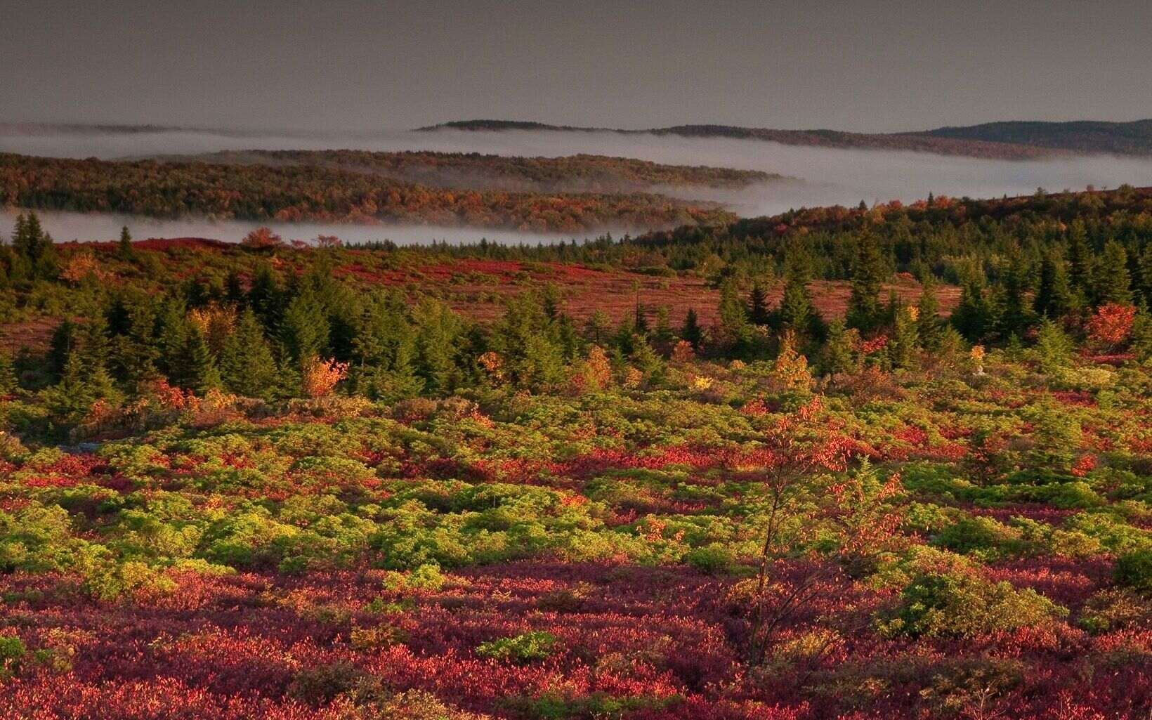 Cranberry Glades, Hillsboro, WV